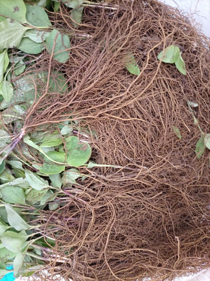 威灵仙苗威灵仙苗种苗一年二年苗都有苗圃直发提供技术
