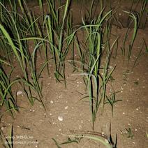地里种的米