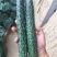 黄瓜苗德瑞特8黄瓜苗越夏强雌黄瓜苗耐热高抗病