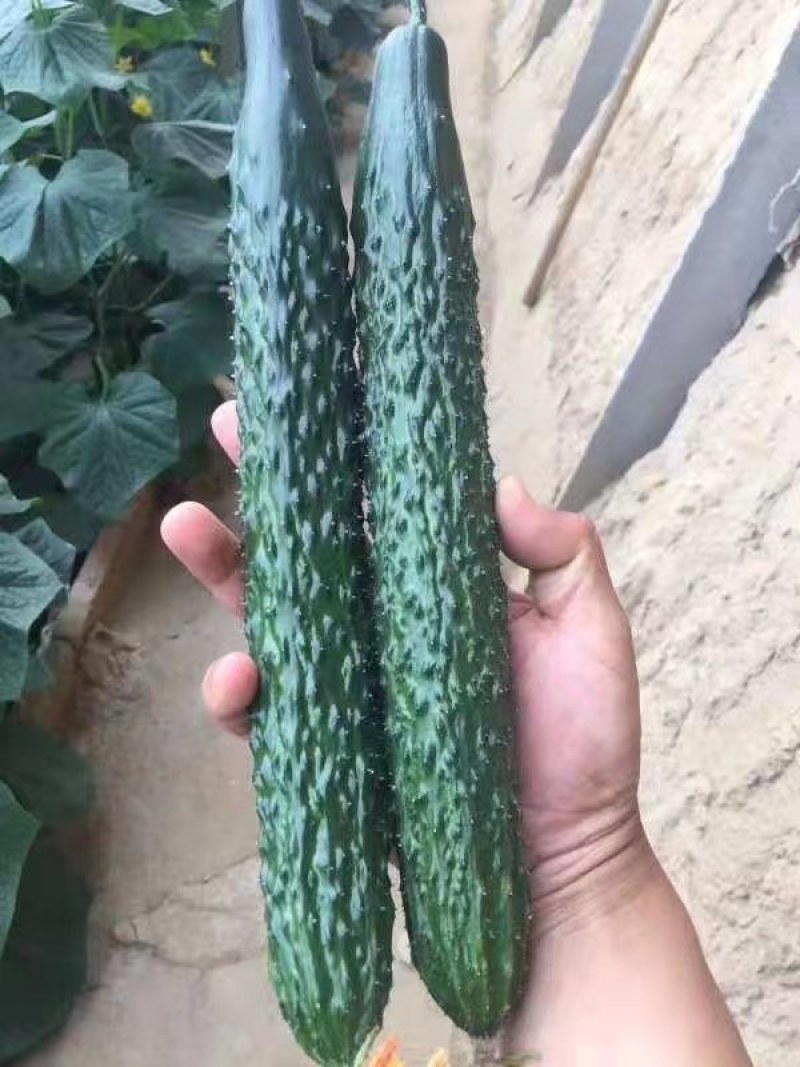 黄瓜苗德瑞特8黄瓜苗越夏强雌黄瓜苗耐热高抗病