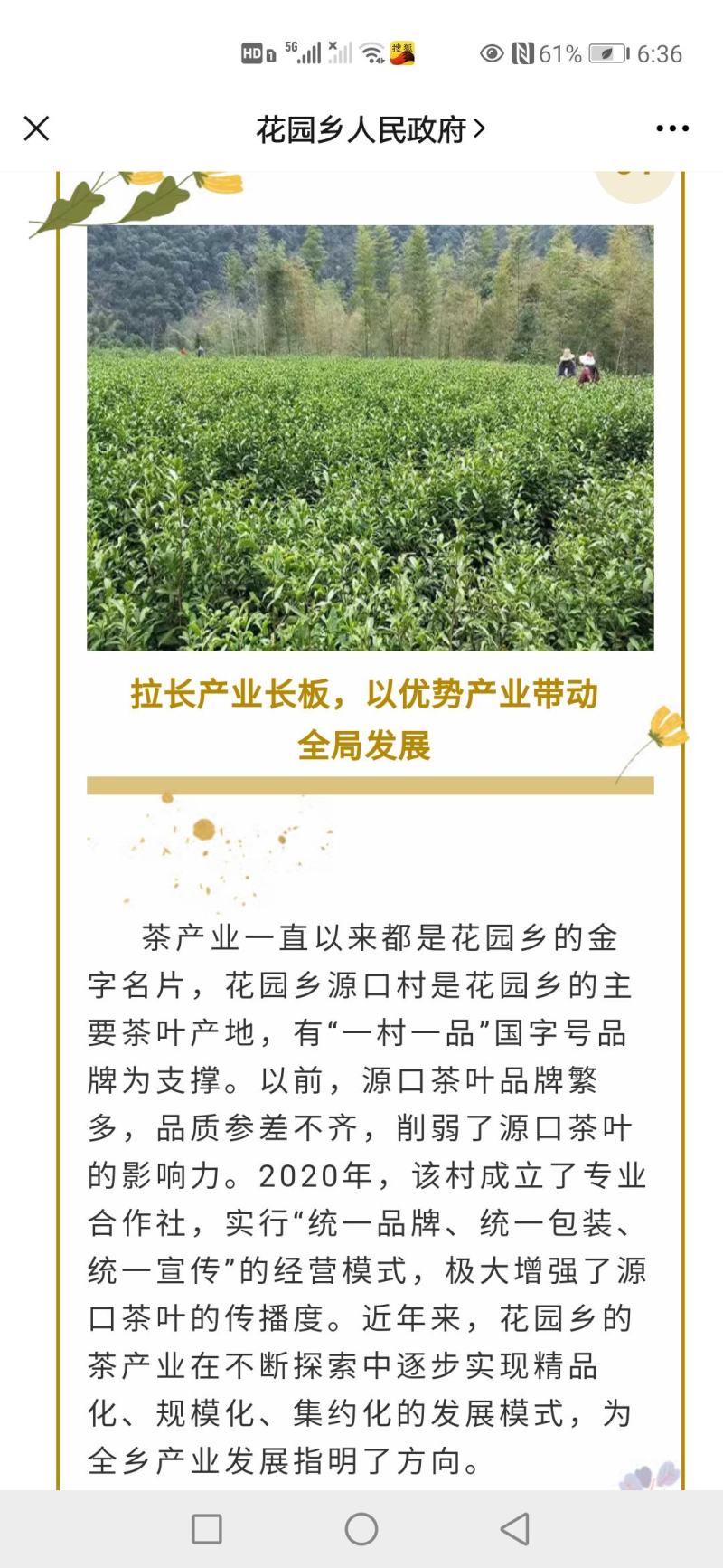 源口云尖有机绿茶，农家茶园，自产自销
