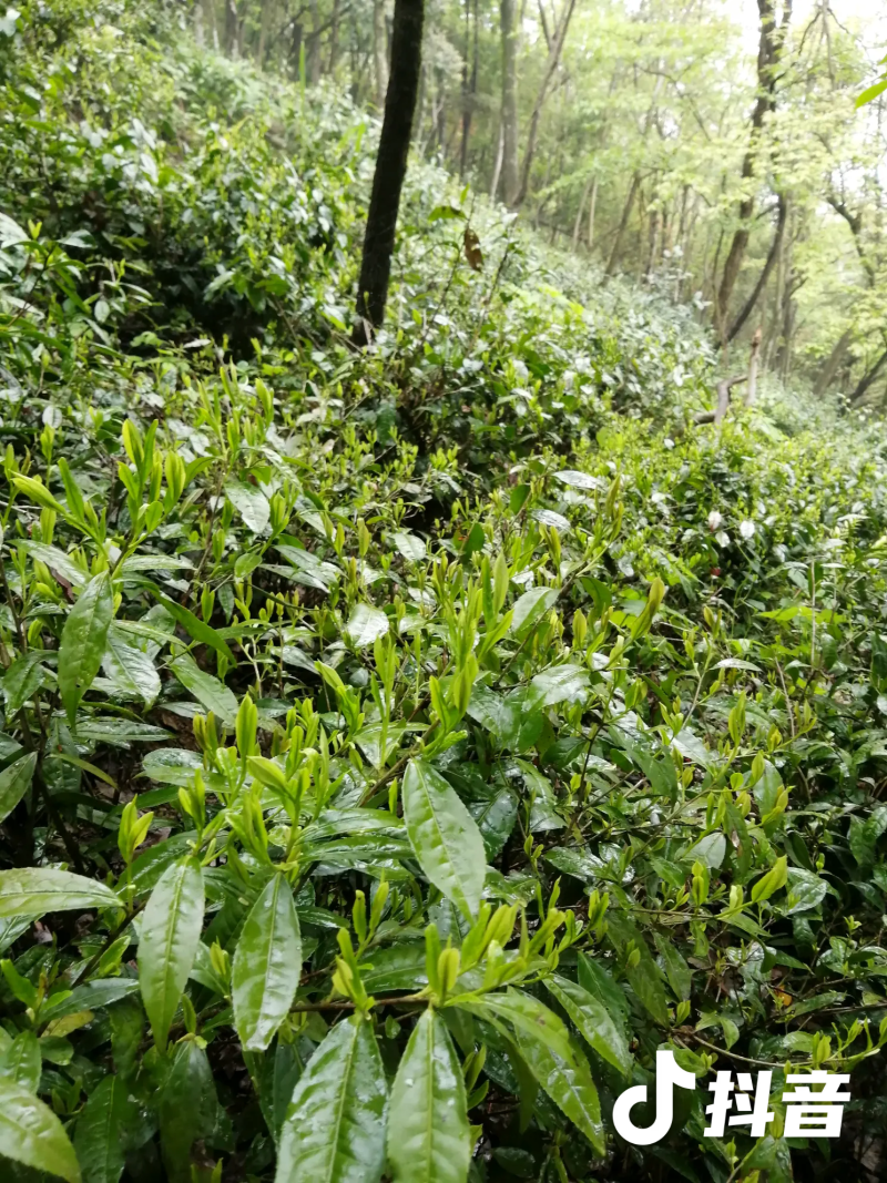 源口云尖有机绿茶，农家茶园，自产自销