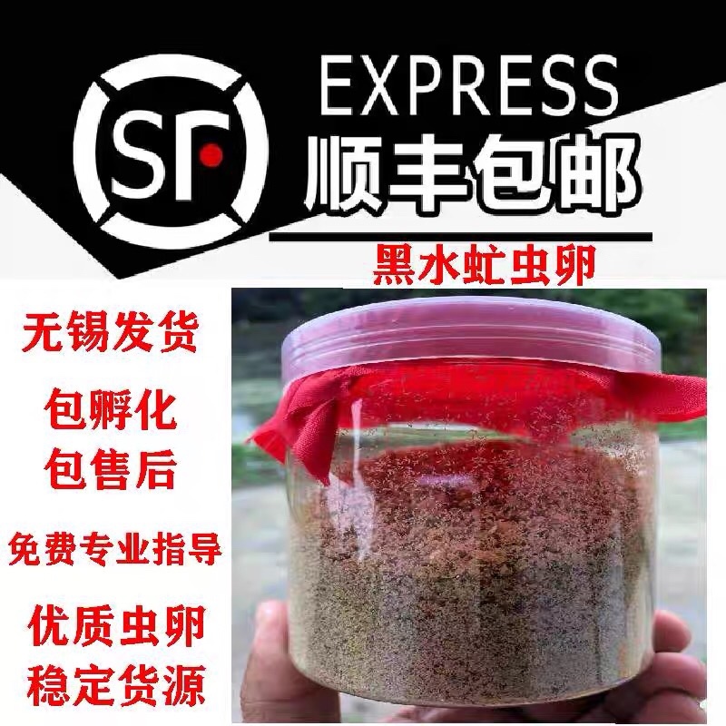 黑水虻虫卵黑水虻卵黑水虻凤凰虫卵