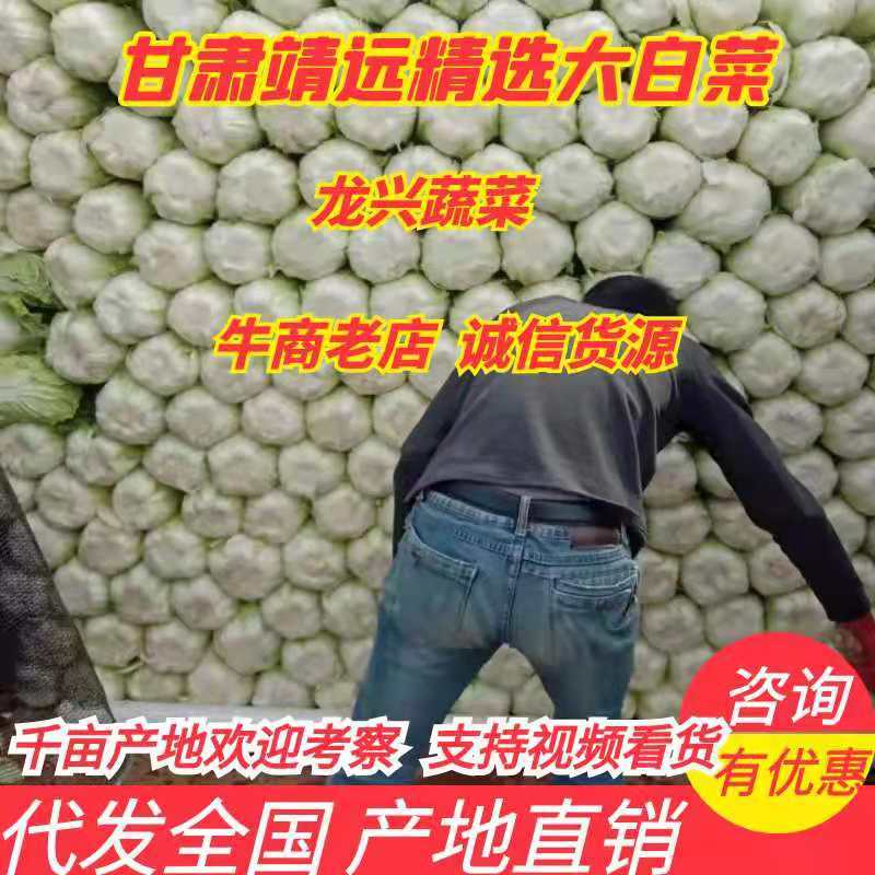 甘肃靖远黄心白菜4-6斤质量优质欢迎新老顾客前来洽谈