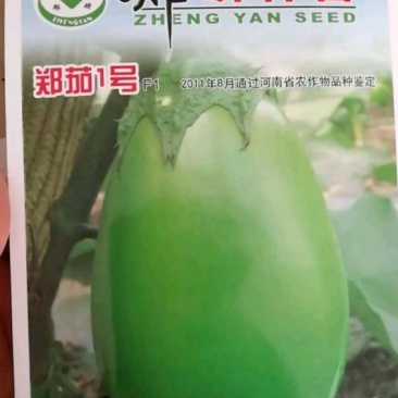 茄子种子皮色油绿肉质细腻早熟抗病强味甘