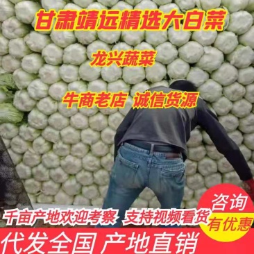 甘肃靖远精品黄心白菜3-6斤无虫无坏质量优质量大