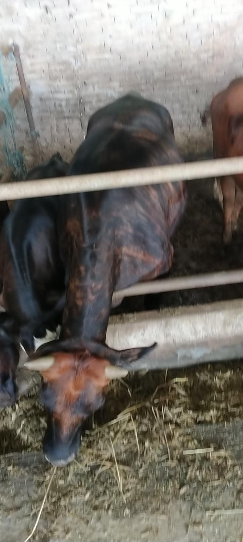 怀孕大母牛