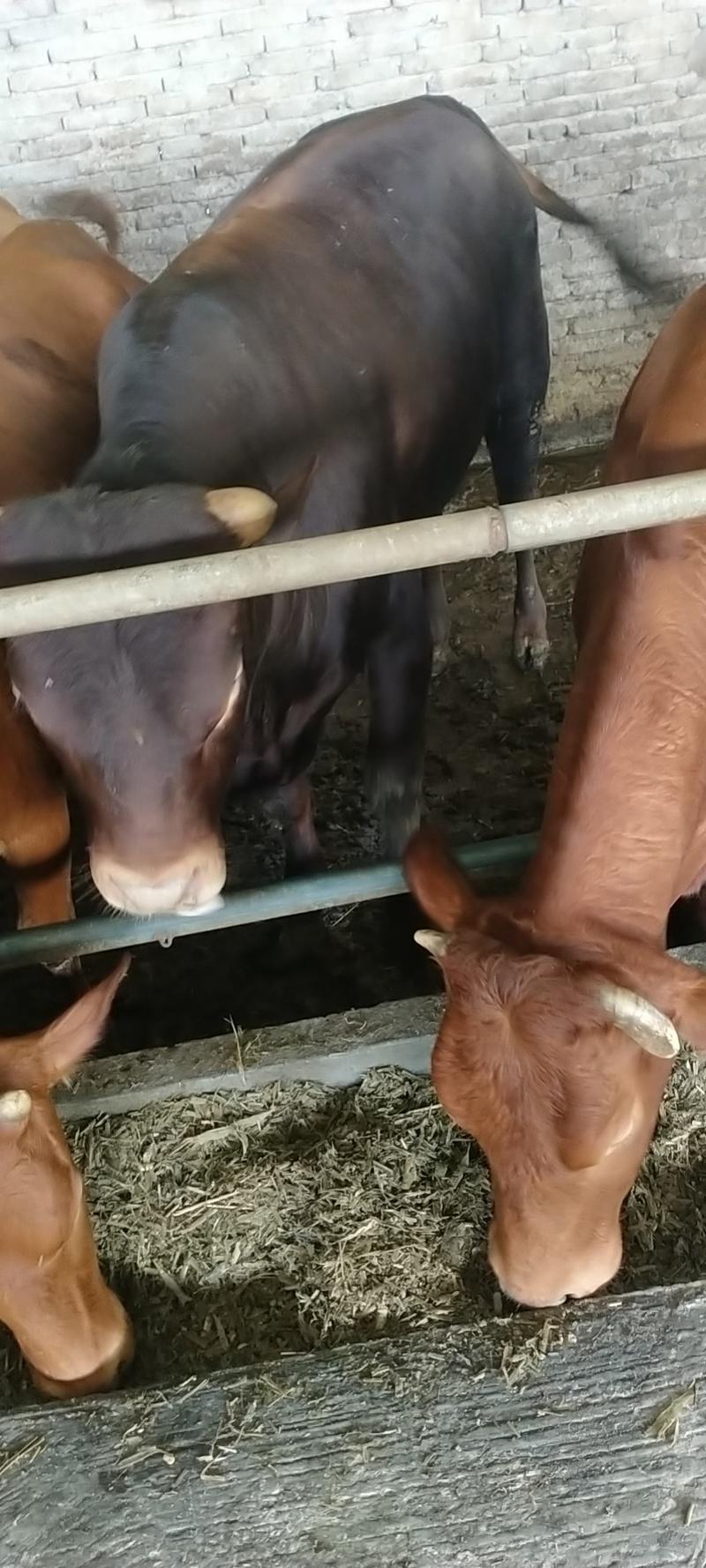 怀孕大母牛