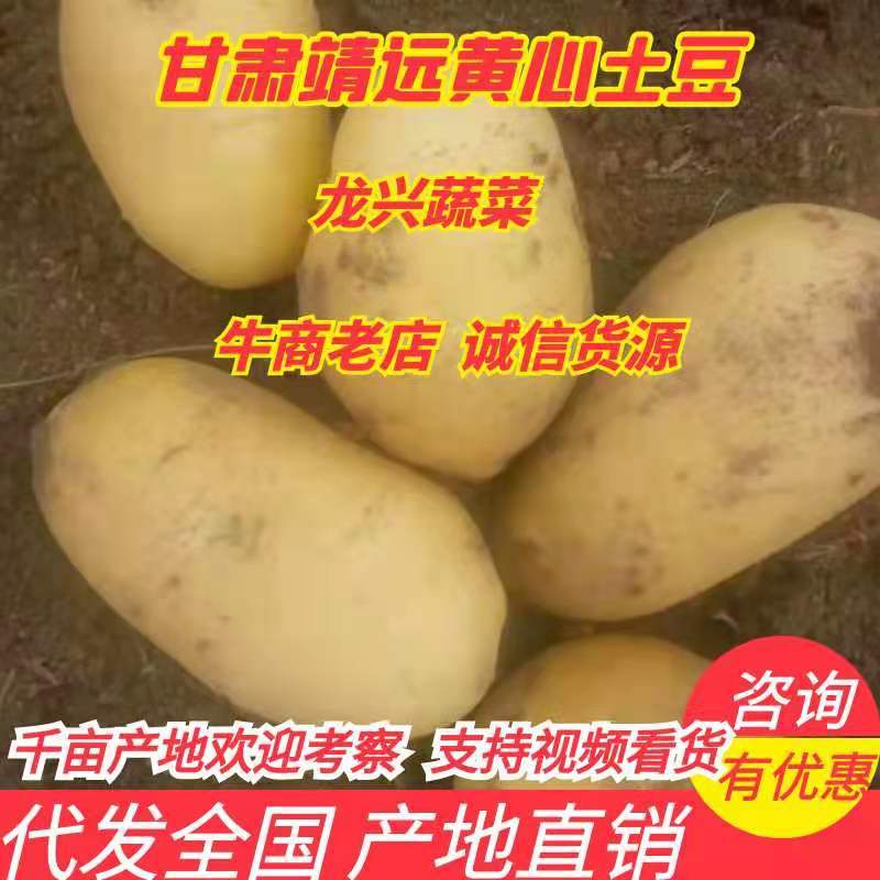 甘肃靖远土豆大量上市个体均匀3两通天