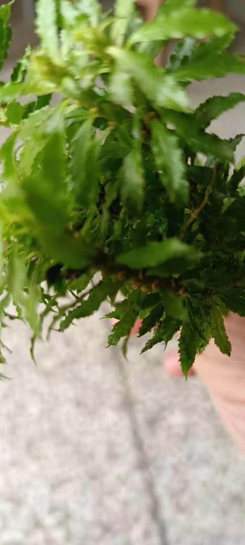 千层塔货源充足，新鲜货，干货，什么都有，需要老板联系，