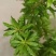 千层塔货源充足，新鲜货，干货，什么都有，需要老板联系，