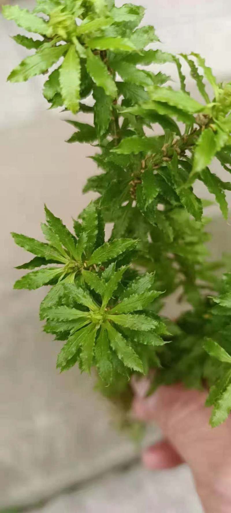 千层塔货源充足，新鲜货，干货，什么都有，需要老板联系，