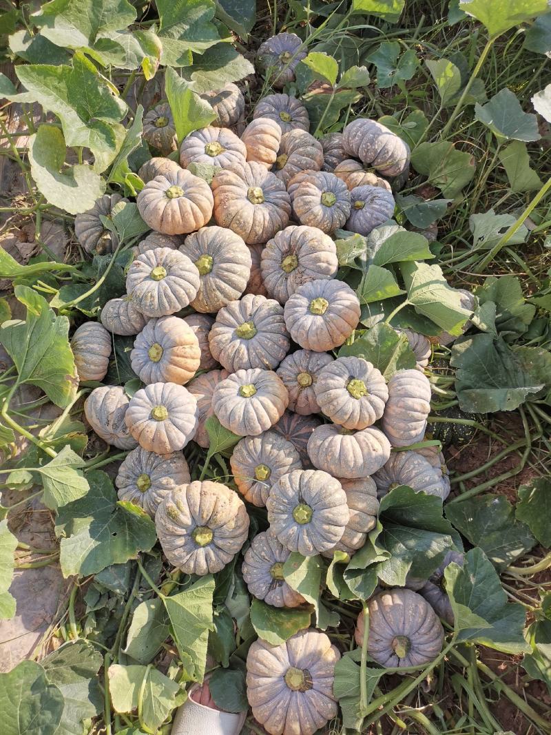 金磨盘1.5斤一3斤.场地直销，质量保证
