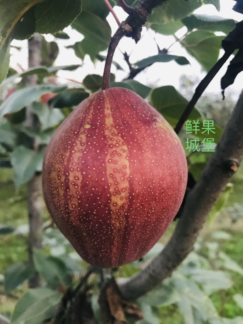 鲜果城堡精品彩虹梨红梨大量上市支持一件代发