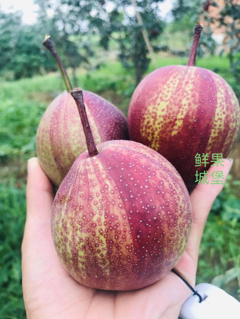 鲜果城堡精品彩虹梨红梨大量上市支持一件代发