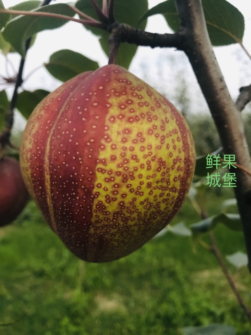 鲜果城堡精品彩虹梨红梨大量上市支持一件代发
