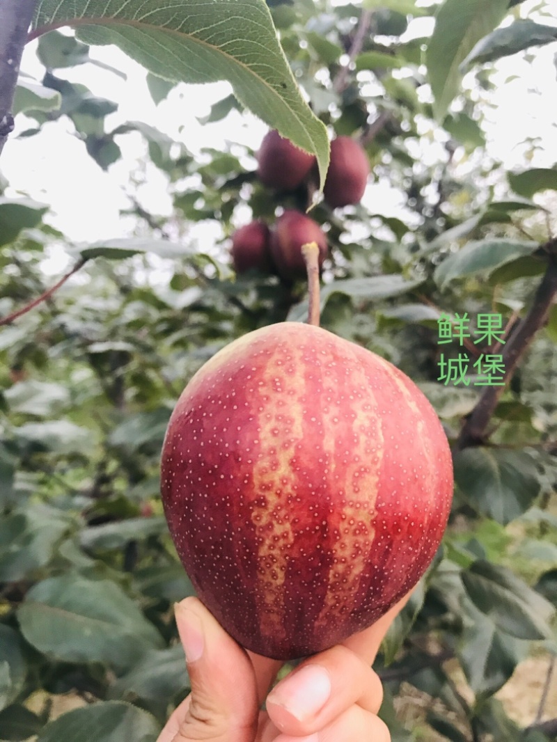 鲜果城堡精品彩虹梨红梨大量上市支持一件代发