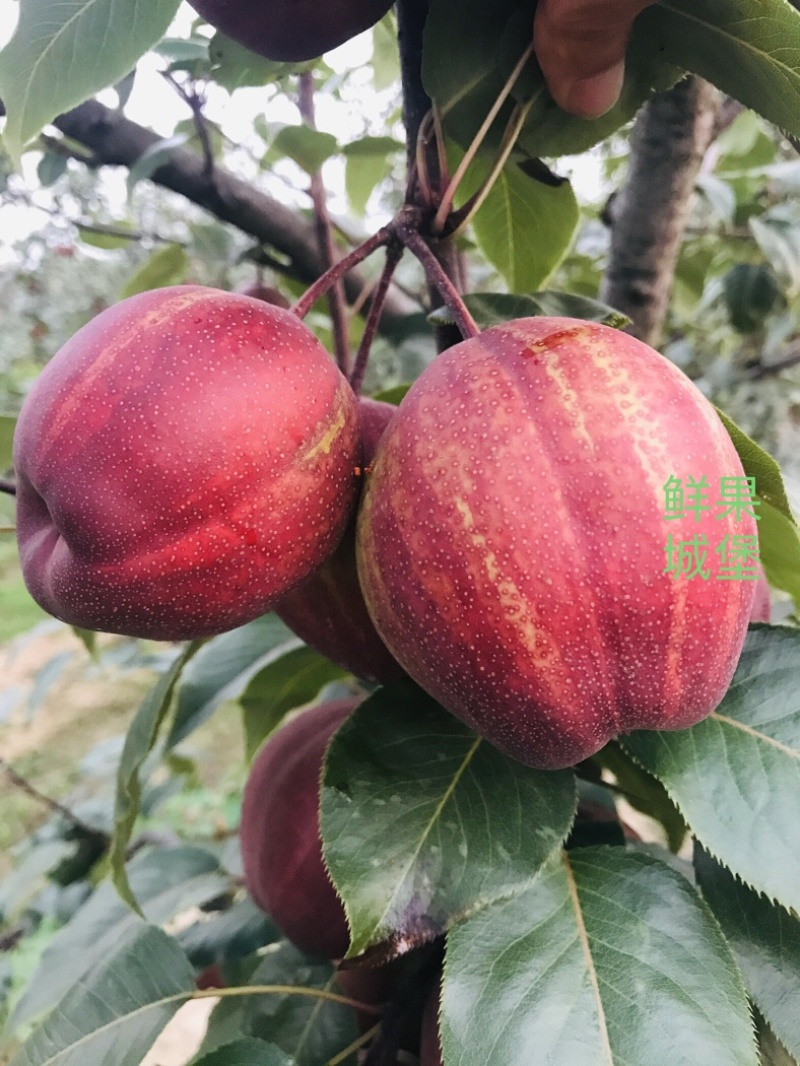 鲜果城堡精品彩虹梨红梨大量上市支持一件代发