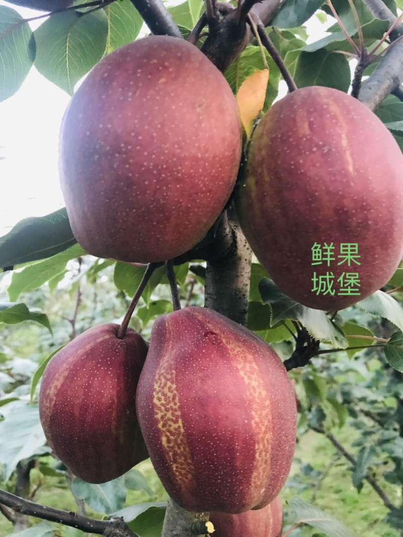 鲜果城堡精品彩虹梨红梨大量上市支持一件代发