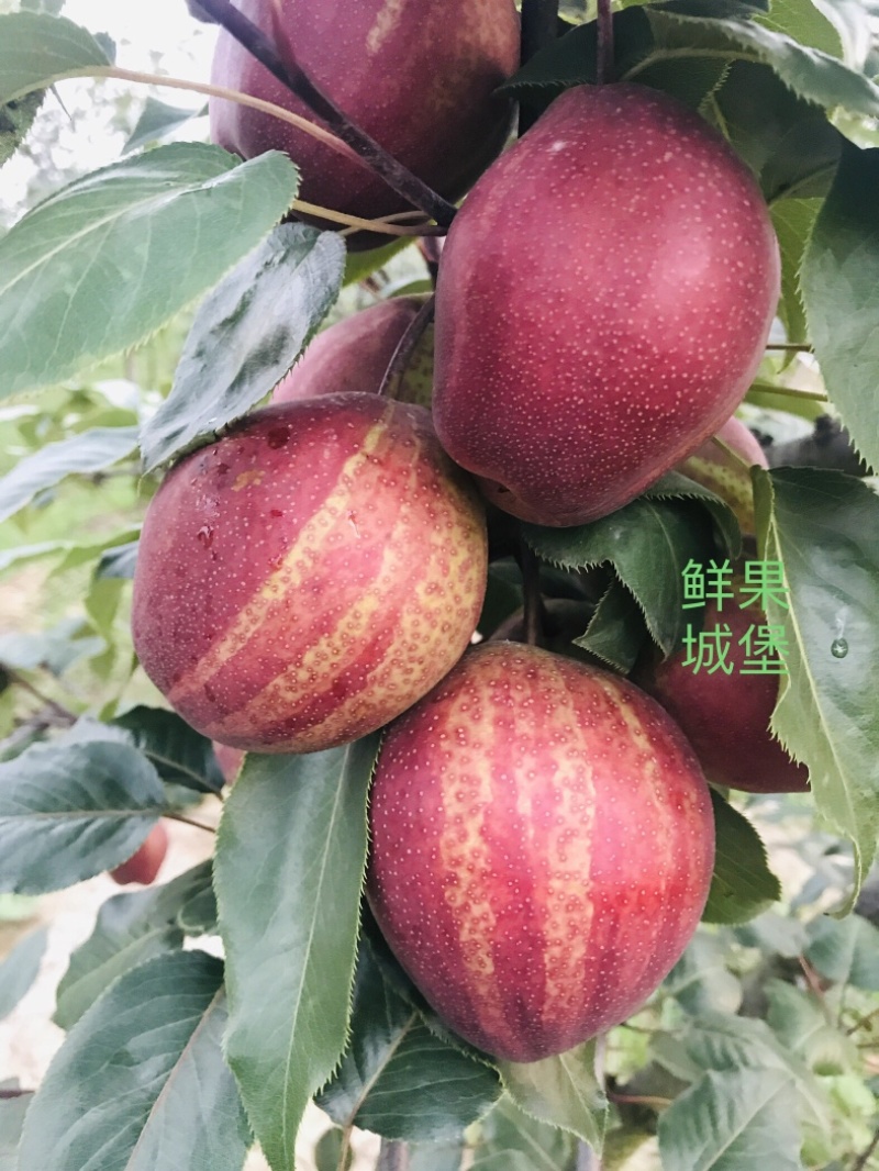 鲜果城堡精品彩虹梨红梨大量上市支持一件代发