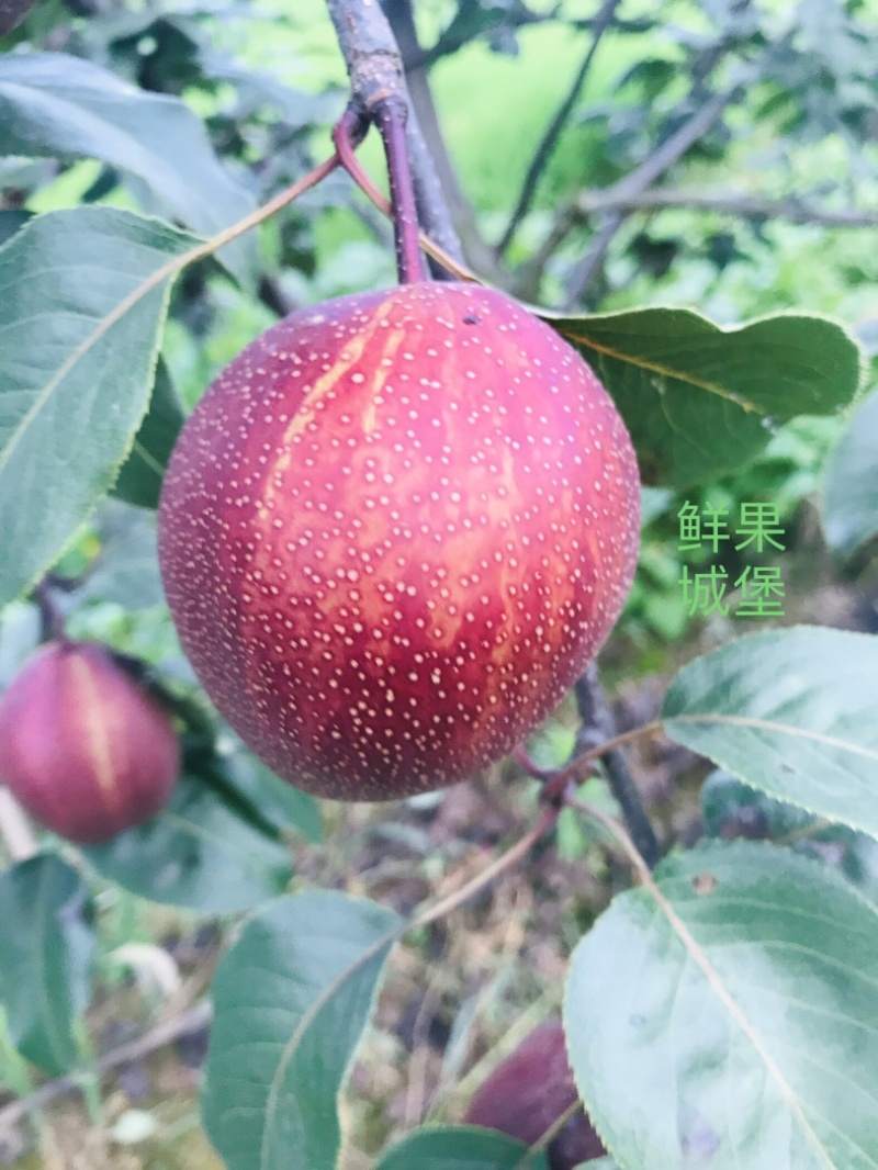 鲜果城堡精品彩虹梨红梨大量上市支持一件代发