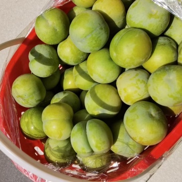 贵州镇宁六马蜂糖李