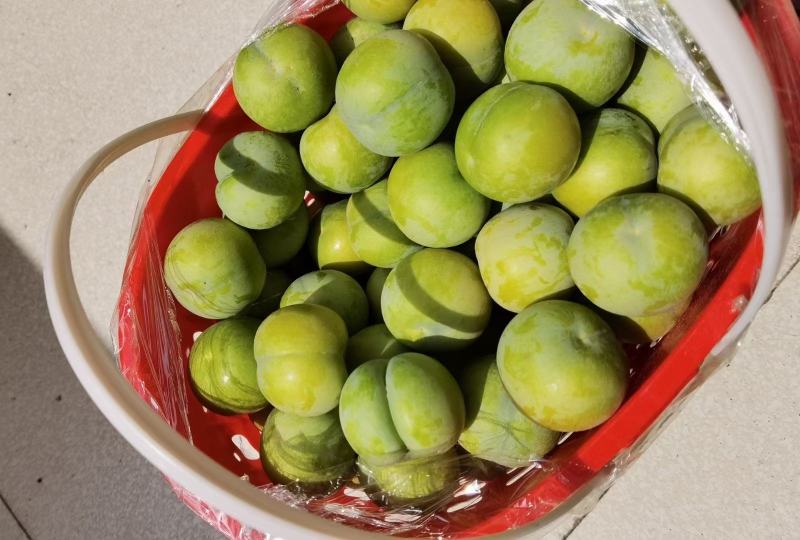 贵州镇宁六马蜂糖李
