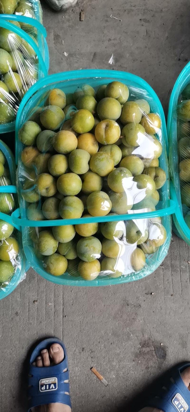 贵州镇宁六马蜂糖李