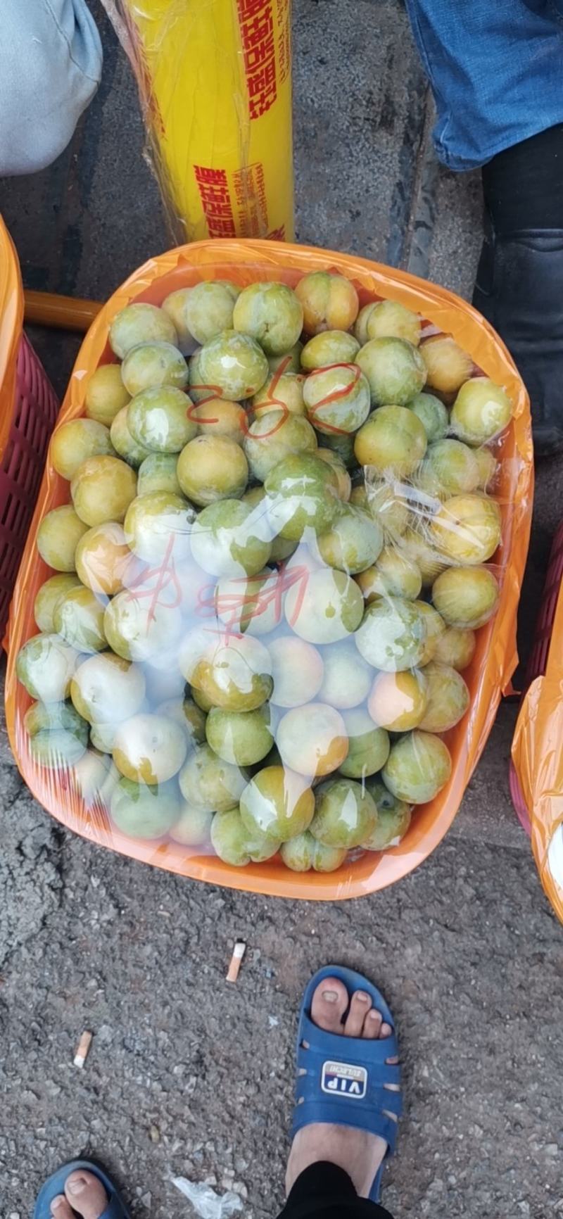 贵州镇宁六马蜂糖李