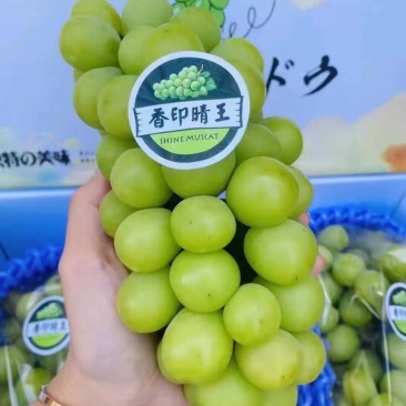 晴王阳光玫瑰葡萄大量发货中支持一件代发