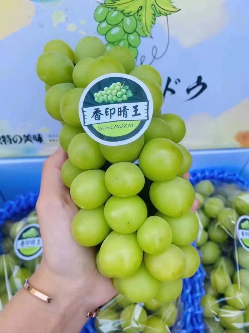 晴王阳光玫瑰葡萄大量发货中支持一件代发