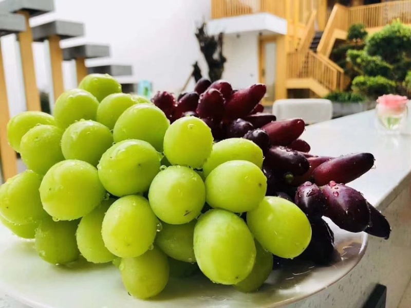 晴王阳光玫瑰葡萄大量发货中支持一件代发