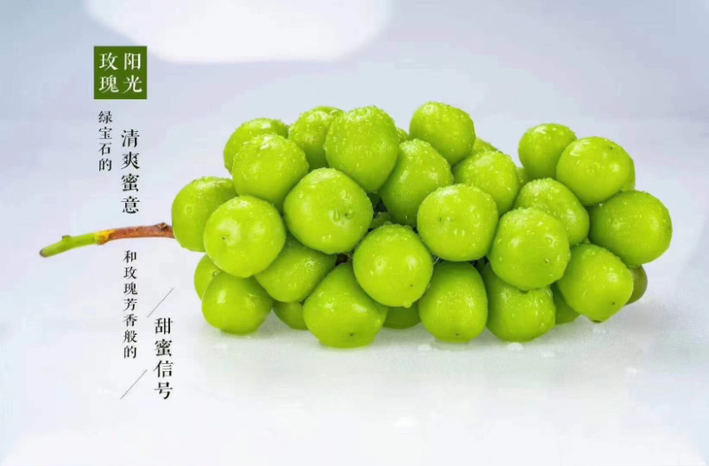 晴王阳光玫瑰葡萄大量发货中支持一件代发
