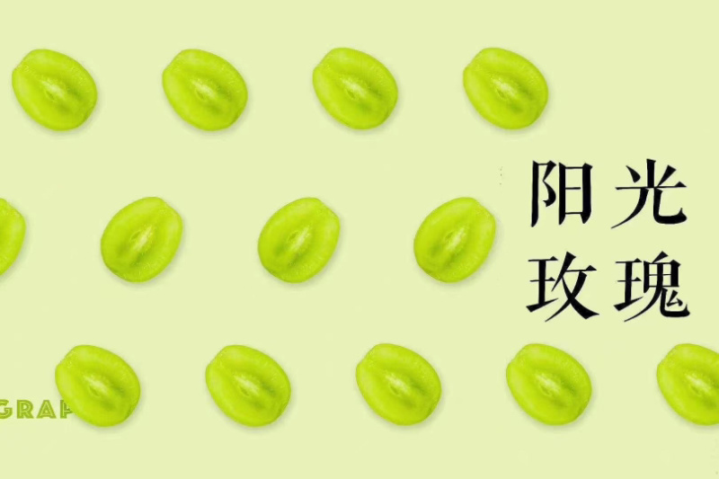 晴王阳光玫瑰葡萄大量发货中支持一件代发
