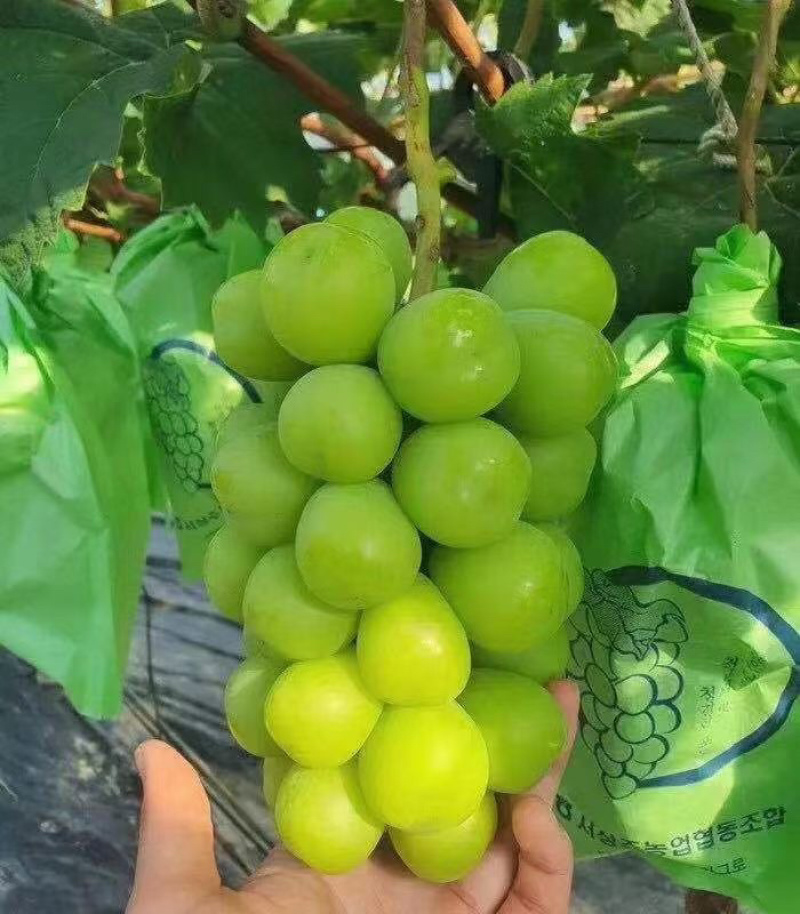 晴王阳光玫瑰葡萄大量发货中支持一件代发