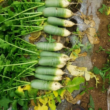 电商水果萝卜，加工厂水果萝卜，养殖水果萝卜，价格便宜