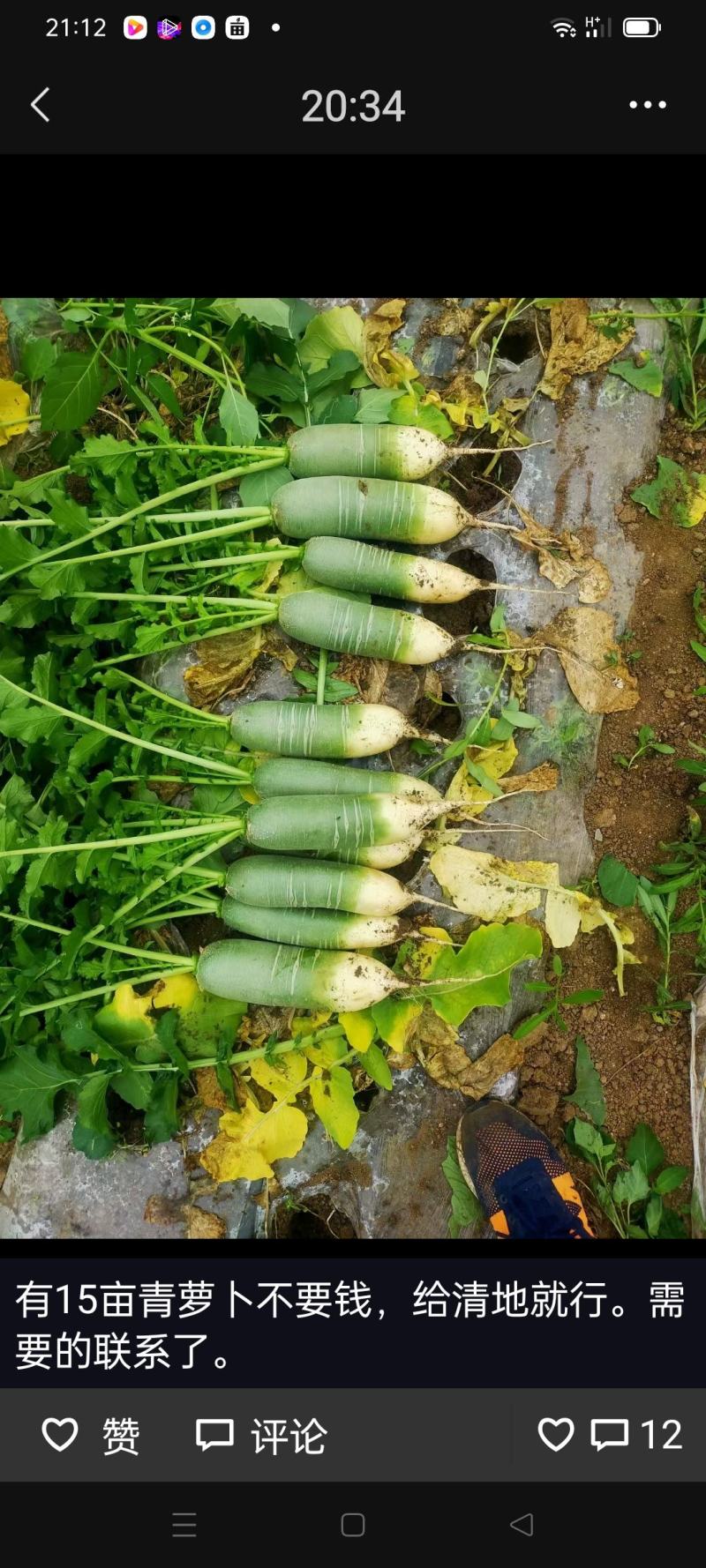 电商水果萝卜，加工厂水果萝卜，养殖水果萝卜，价格便宜