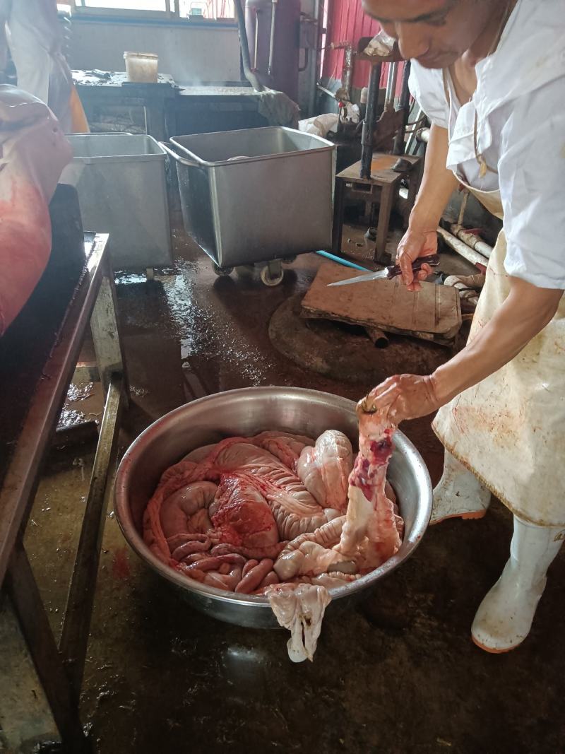 马板肠整套，新鲜的，包括肚，小肠