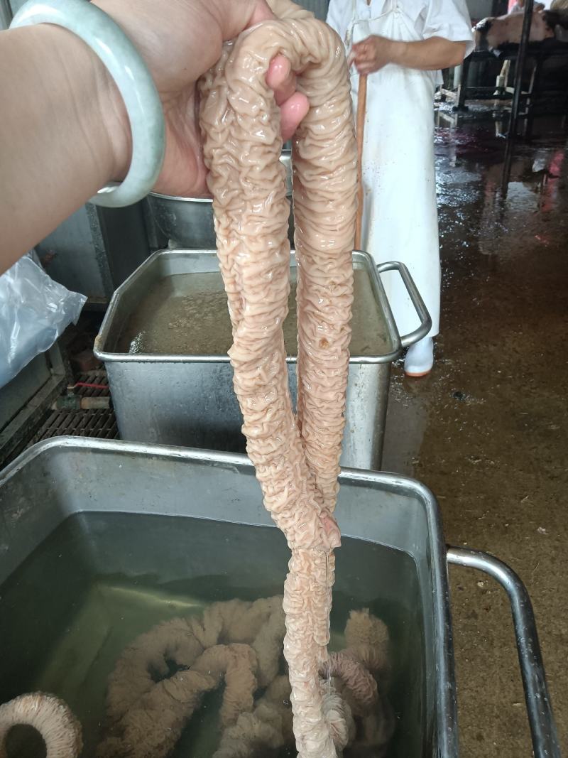 马板肠整套，新鲜的，包括肚，小肠