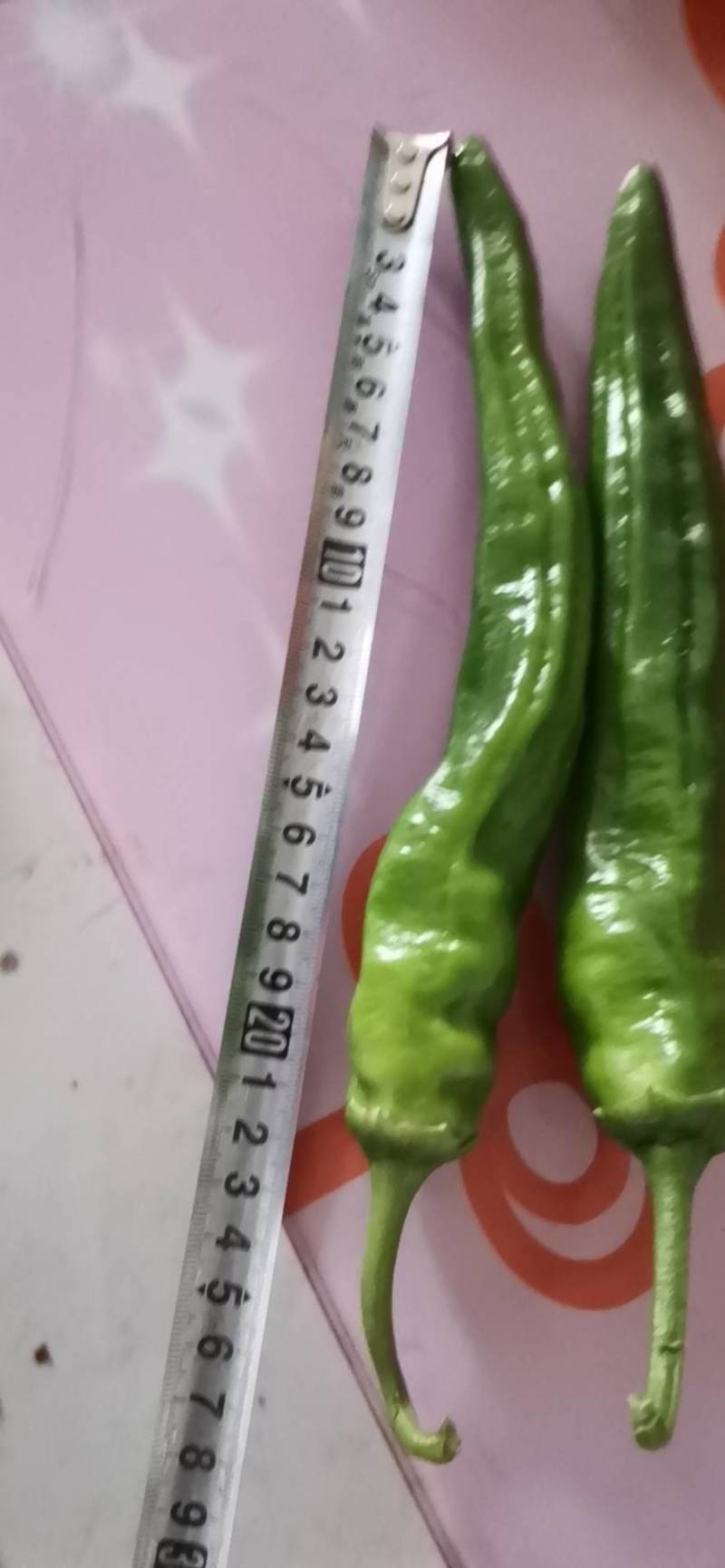 开封通许鲜辣椒基地直供，专供批发，欢迎老板下单儿。