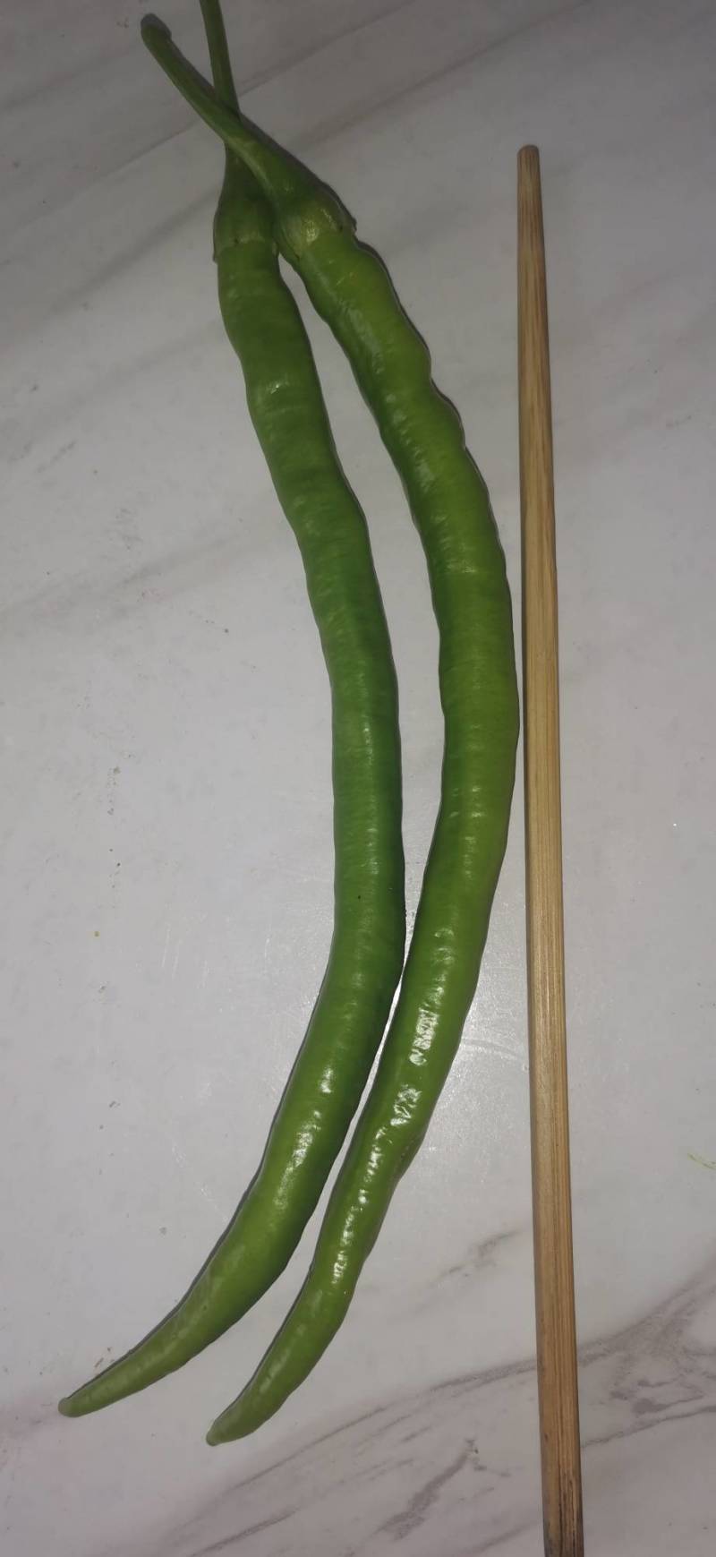 开封通许鲜辣椒基地直供，专供批发，欢迎老板下单儿。