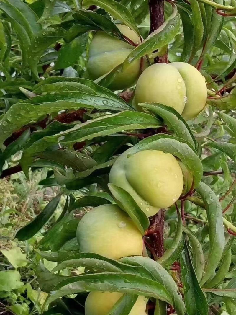 蜂糖李