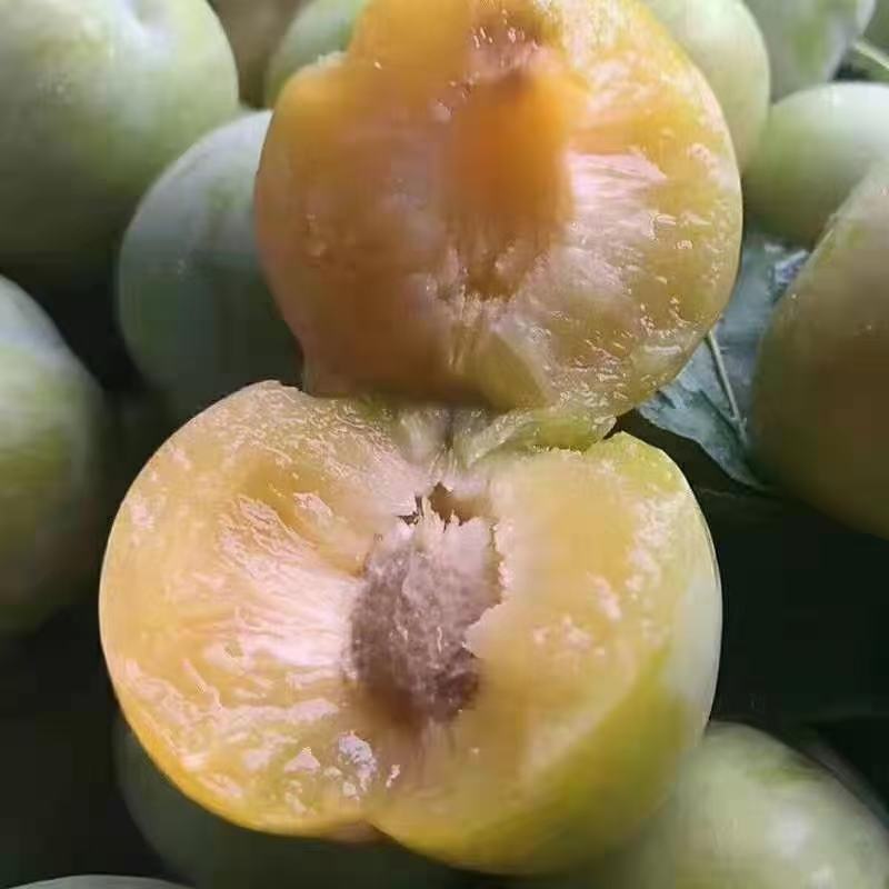 蜂糖李