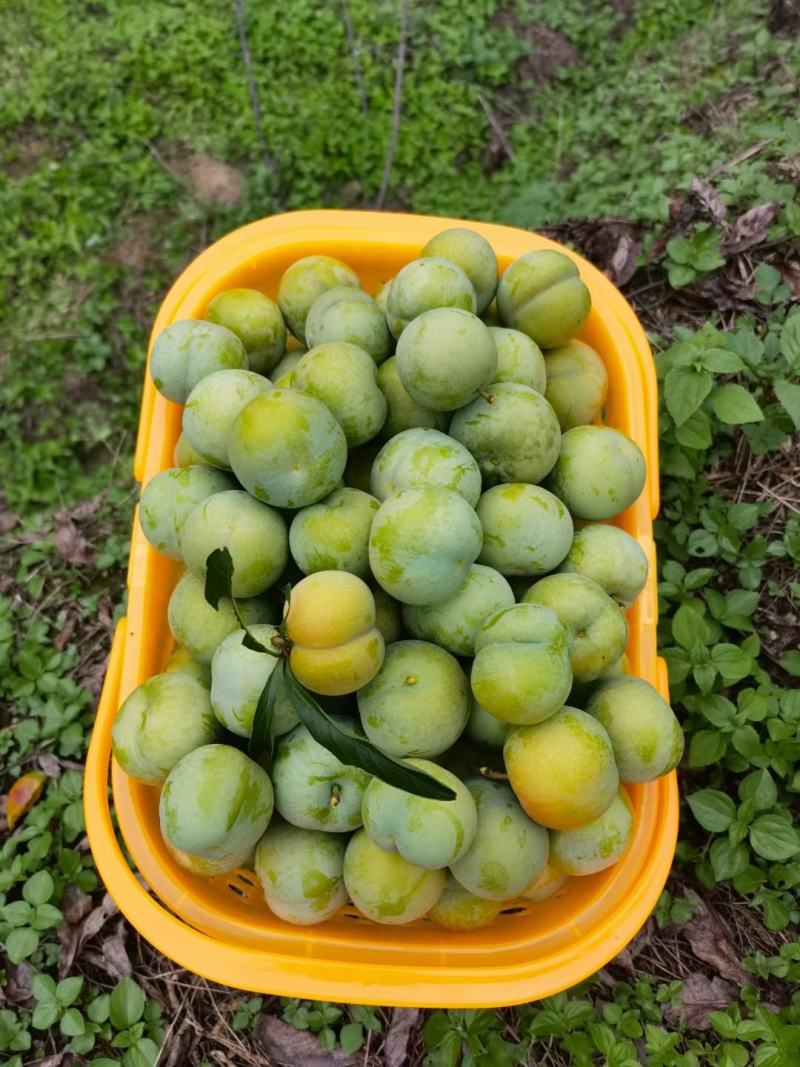 蜂糖李