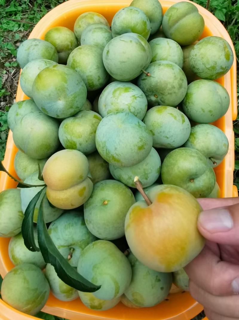 蜂糖李