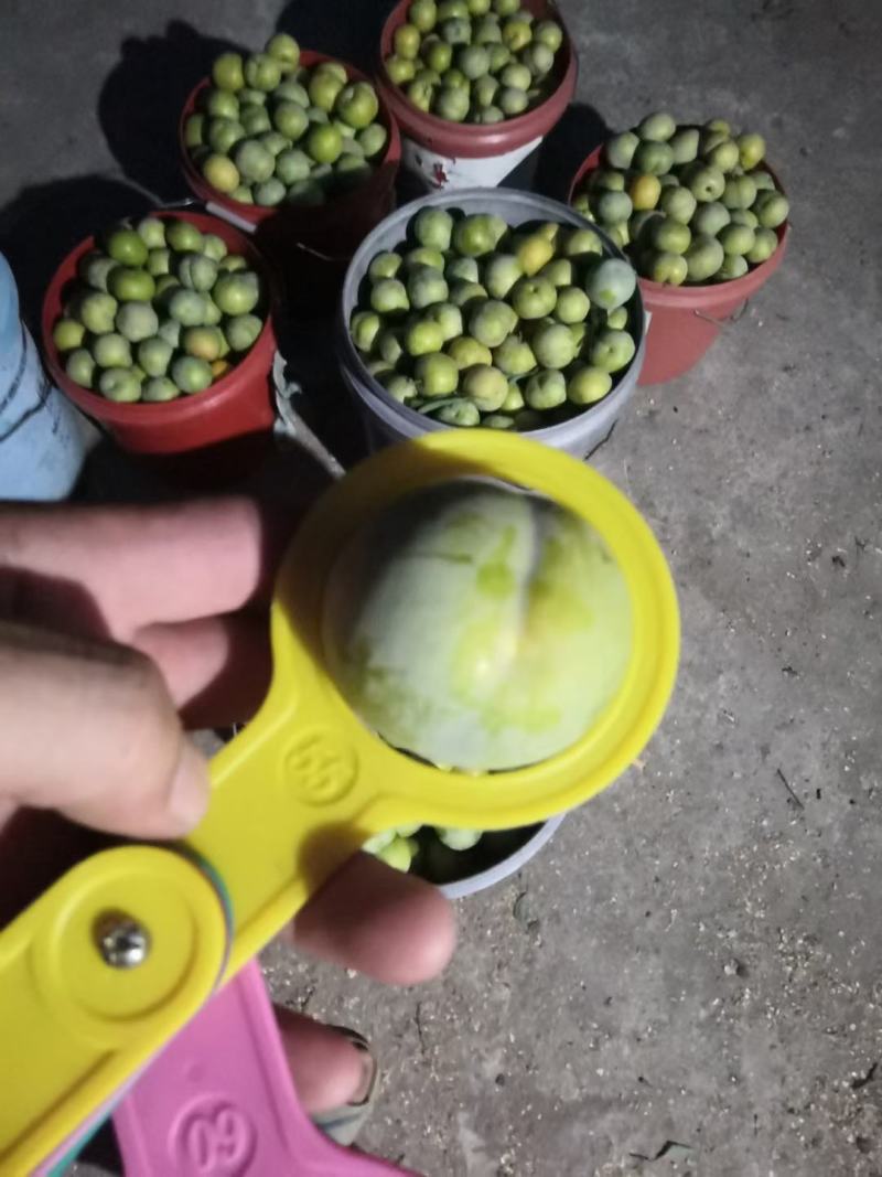 蜂糖李