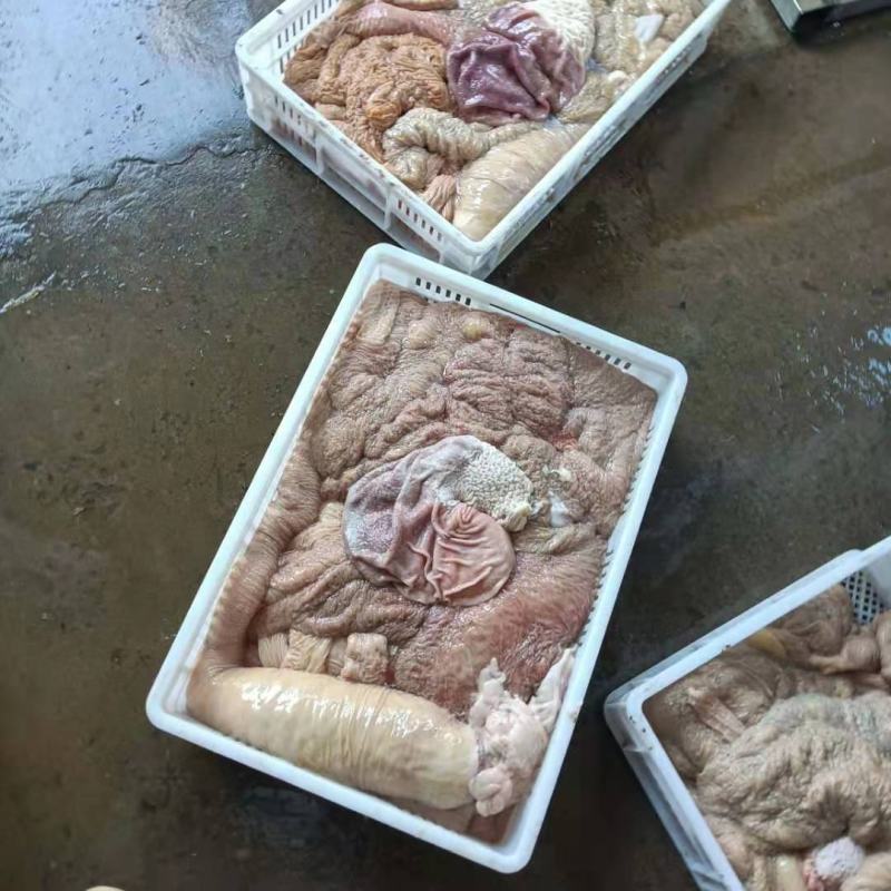 马板肠整套，新鲜的，包括肚，小肠