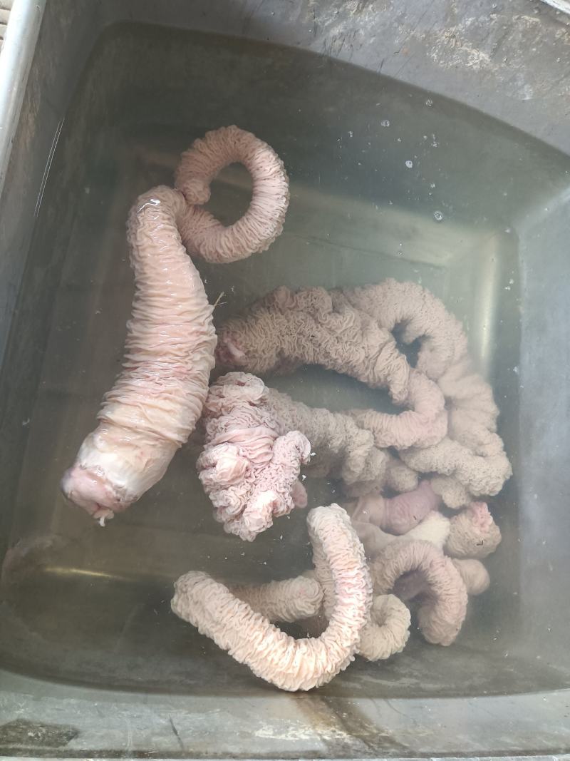 马板肠整套，新鲜的，包括肚，小肠