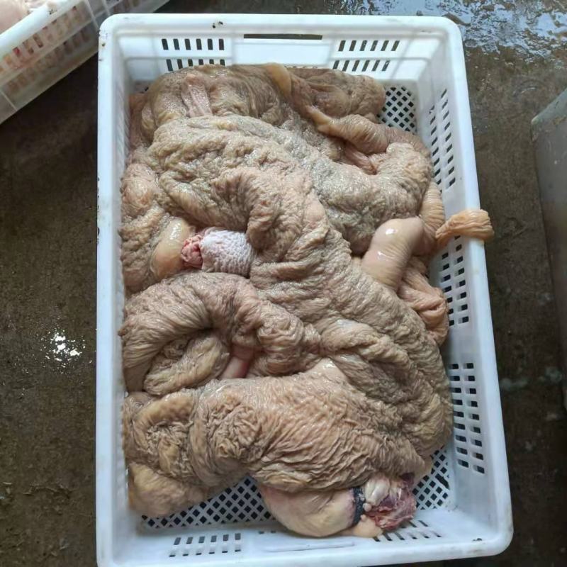 马板肠整套，新鲜的，包括肚，小肠