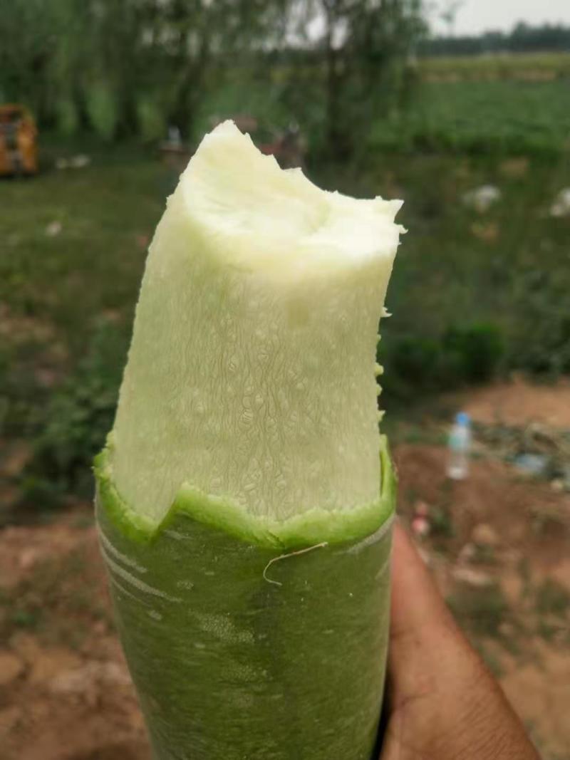 电商水果萝卜，加工厂水果萝卜，养殖水果萝卜，价格便宜